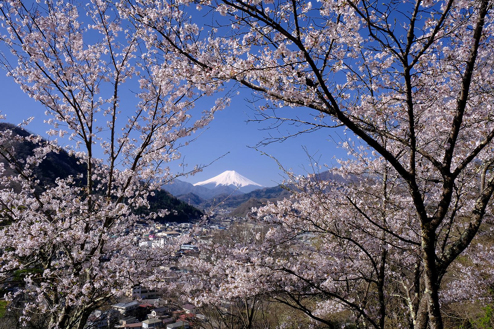 岩殿山（いわどのさん）　低山　ハイキング　絶景　富士山展望　富士見　春　桜　サクラ名所　新緑　写真＝佐々木亨　Photo by Toru Sasaki