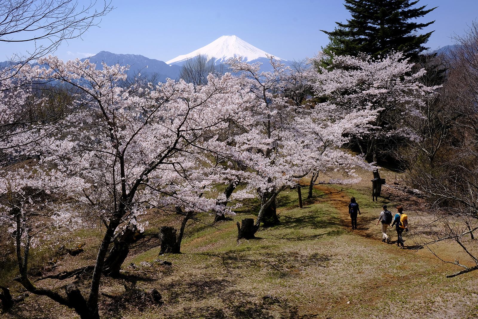 岩殿山（いわどのさん）　低山　ハイキング　絶景　富士山展望　富士見　春　桜　サクラ名所　新緑　写真＝佐々木亨　Photo by Toru Sasaki