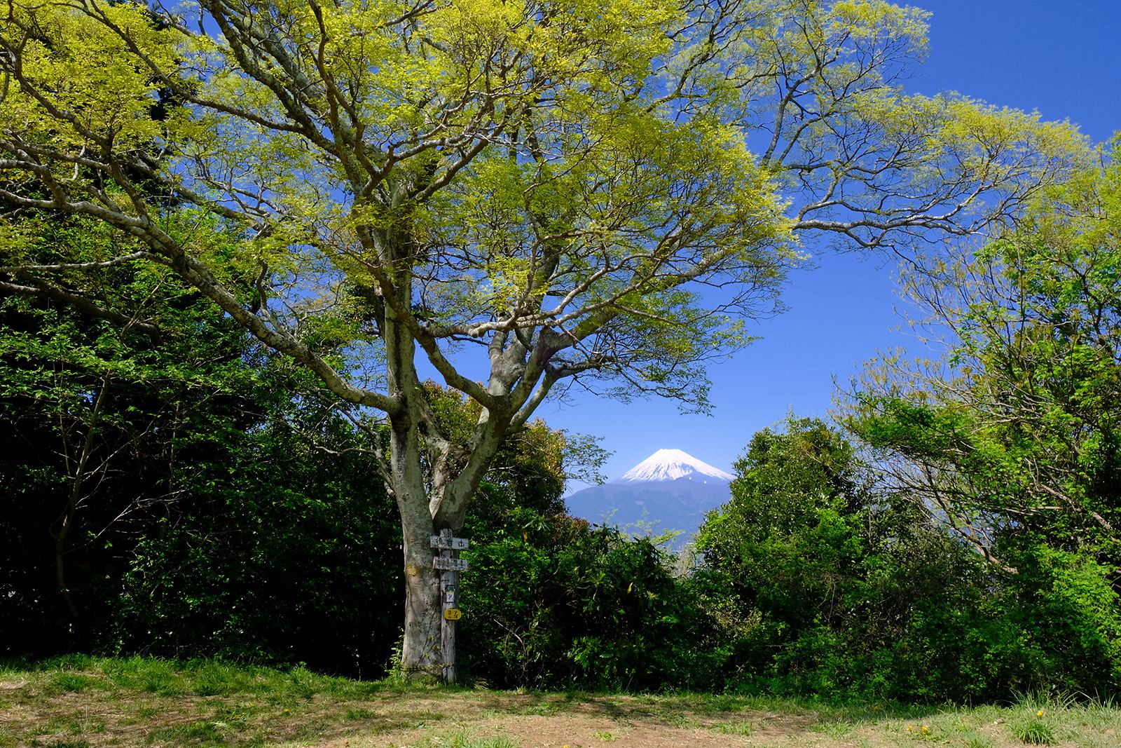 沼津アルプス（ぬまづあるぷす）　低山　ハイキング　ご当地アルプス　絶景　富士山展望　富士見　春　新緑　写真＝佐々木亨　Photo by Toru Sasaki