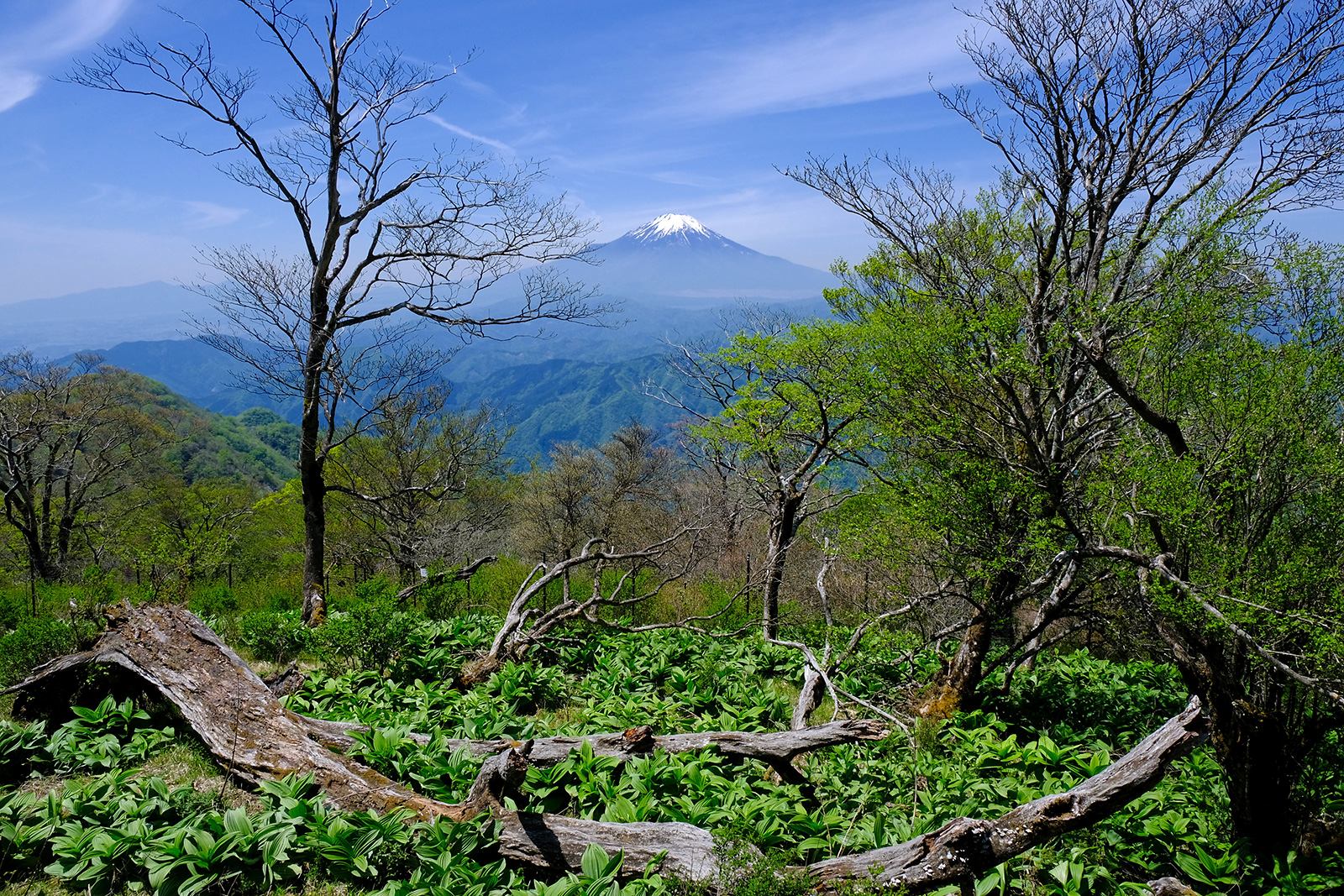 檜洞丸（ひのきぼらまる）　西丹沢　絶景　ハイキング　富士山展望　新緑　写真＝佐々木亨　Photo by Toru Sasaki