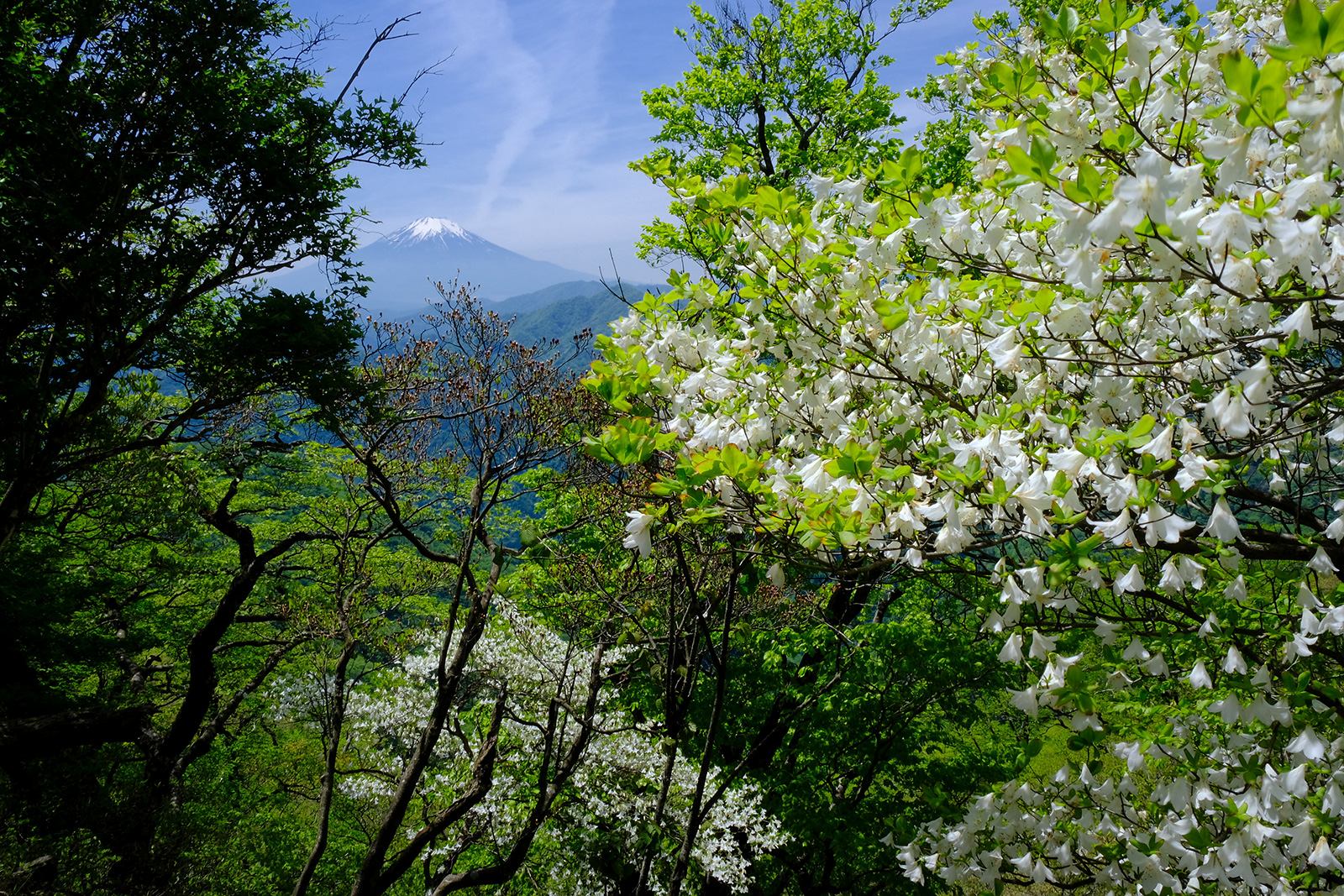 檜洞丸（ひのきぼらまる）　西丹沢　シロヤシオ　絶景　ハイキング　富士山展望　新緑　写真＝佐々木亨　Photo by Toru Sasaki