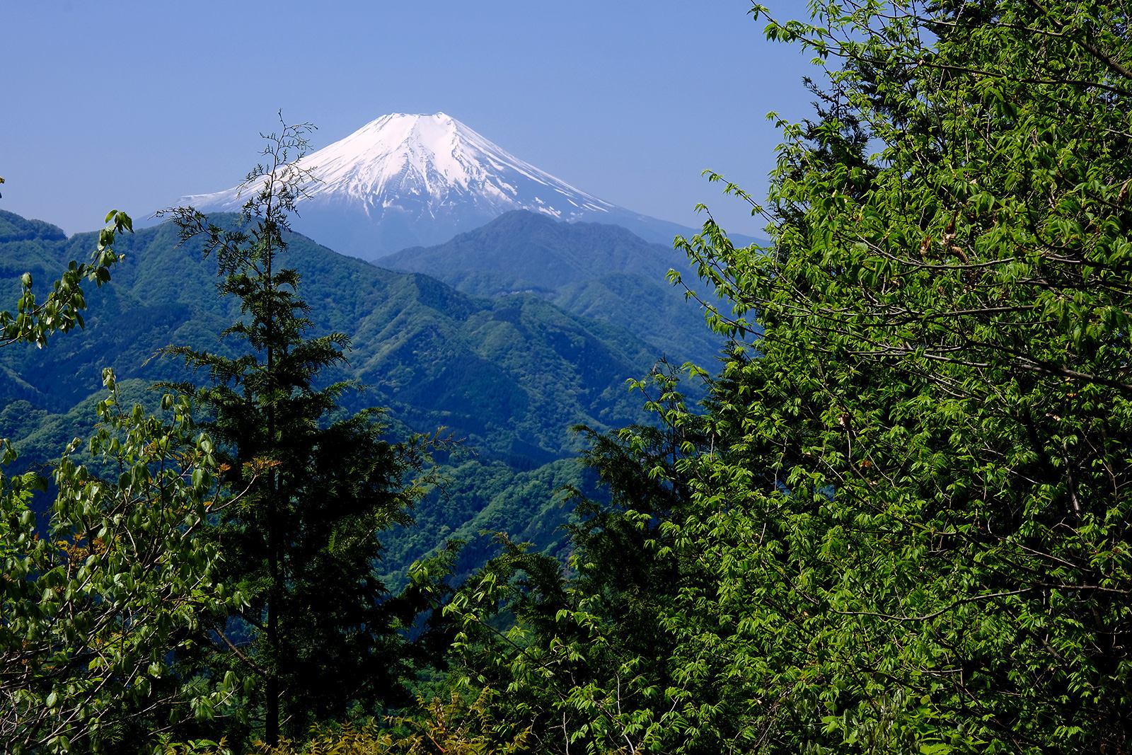低山　ハイキング　大月市秀麗富嶽十二景　絶景　富士山展望　富士見　春　新緑　倉岳山（くらたけやま）　写真＝佐々木亨　Photo by Toru Sasaki