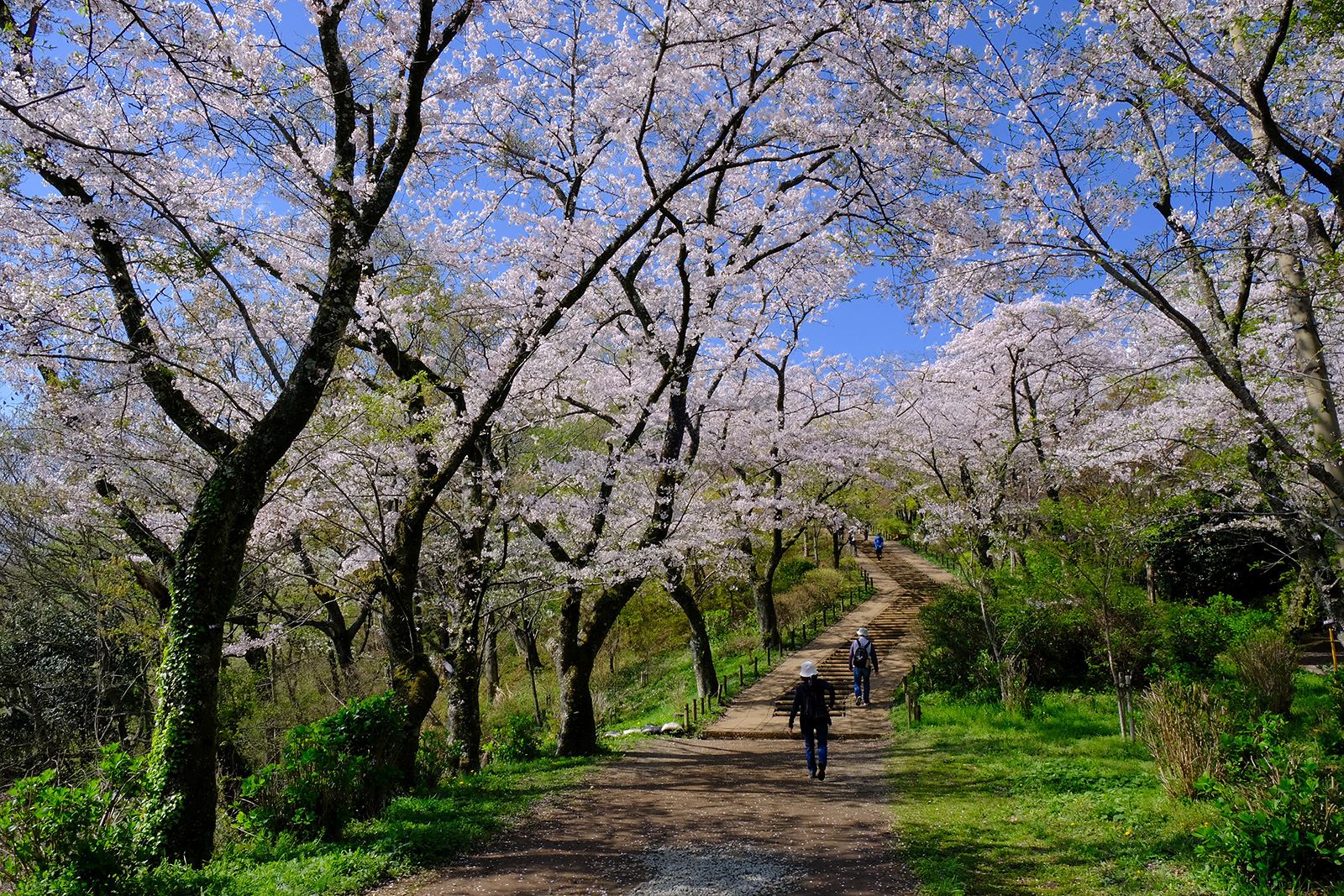 低山　ハイキング　絶景　富士山展望　富士見　春　新緑　　小田急沿線　弘法山（こうぼうやま）　写真＝佐々木亨　Photo by Toru Sasaki