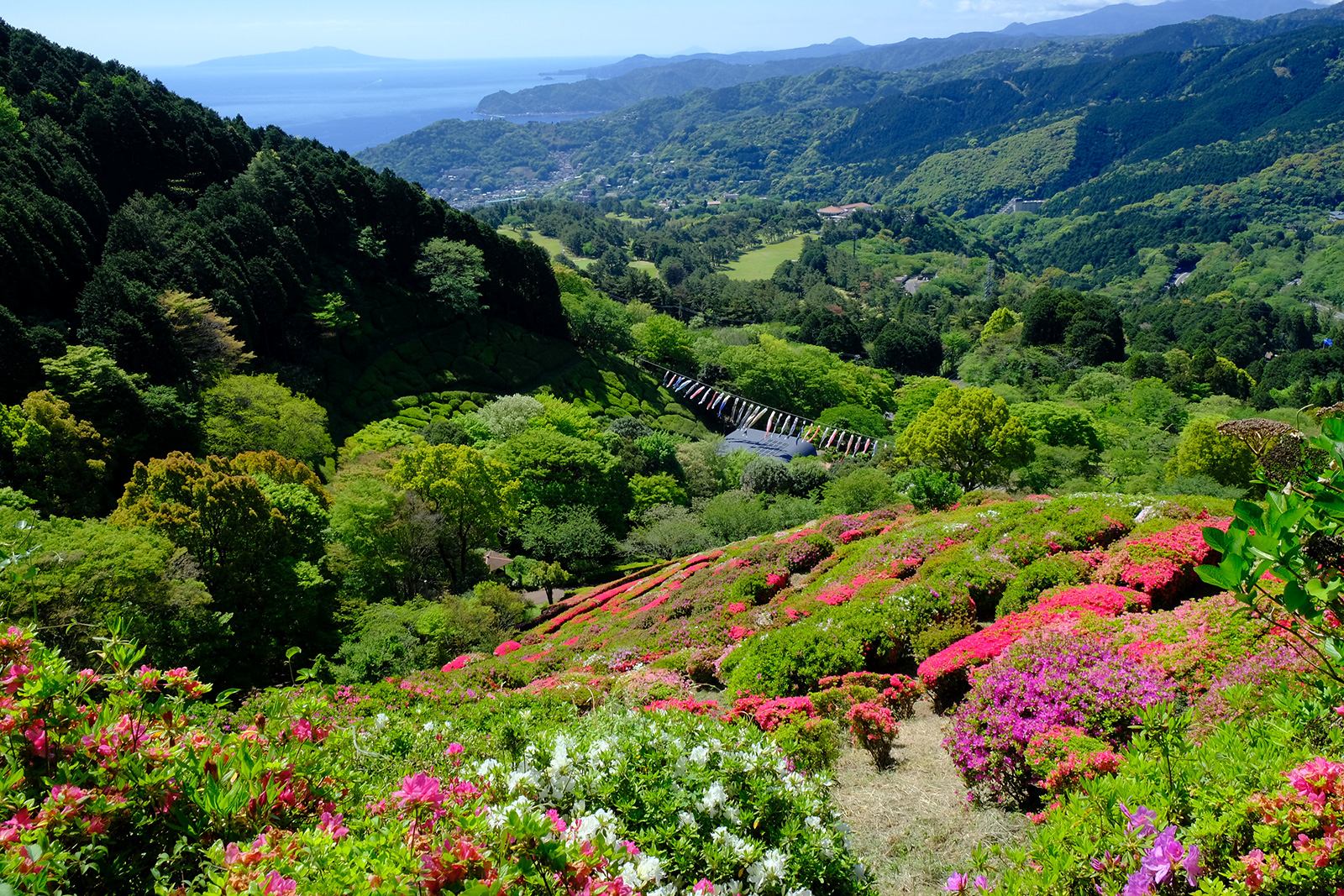 熱海　姫の沢公園　ツツジ　十国峠（じゅっこくとうげ）　低山　ハイキング　絶景　富士山展望　富士見　春　新緑　写真＝佐々木亨　Photo by Toru Sasaki