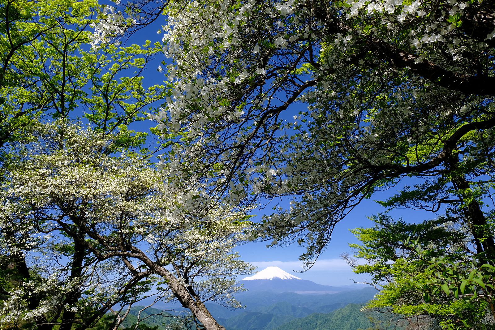丹沢　塔ノ岳（とうのだけ）　シロヤシオ　ゴヨウツツジ　低山　ハイキング　絶景　富士山展望　富士見　春　新緑　写真＝佐々木亨　Photo by Toru Sasaki