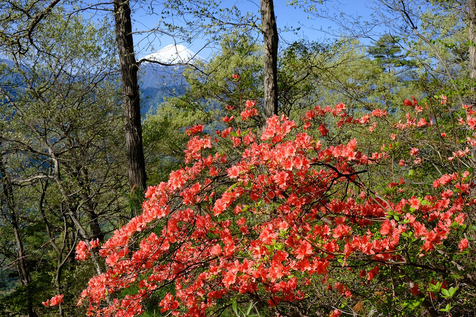 低山　ハイキング　絶景　富士山展望　富士見　春　ヤマツツジ　新緑　扇山（おうぎやま）　写真＝佐々木亨　Photo by Toru Sasaki