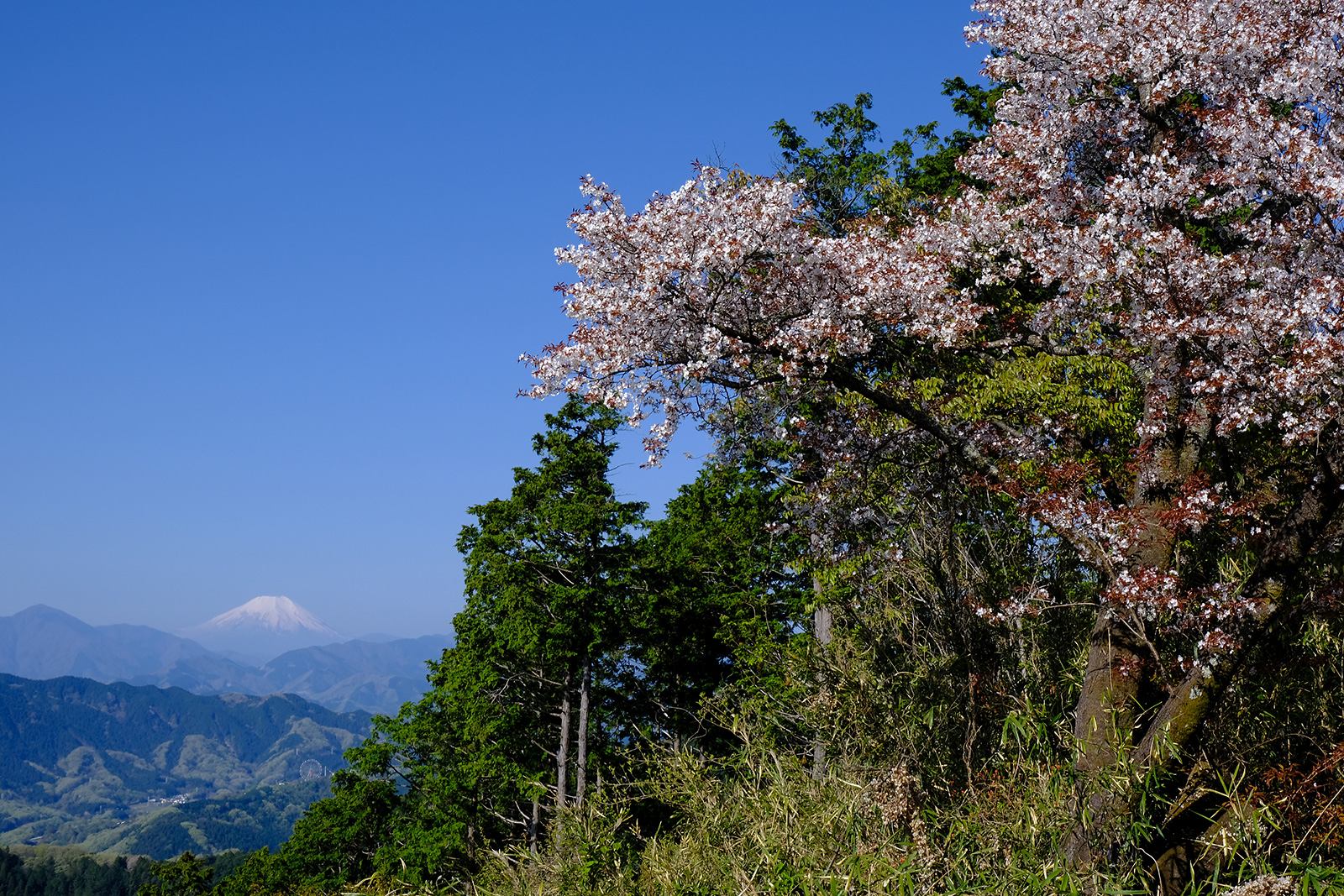 低山　ハイキング　絶景　富士山展望　富士見　春　桜　新緑　高尾山（たかおさん）　写真＝佐々木亨　Photo by Toru Sasaki