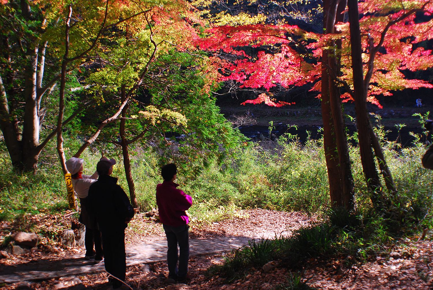 奥武蔵　嵐山渓谷　低山　ハイキング　秋　紅葉　絶景　写真＝佐々木亨　Photo by Toru Sasaki