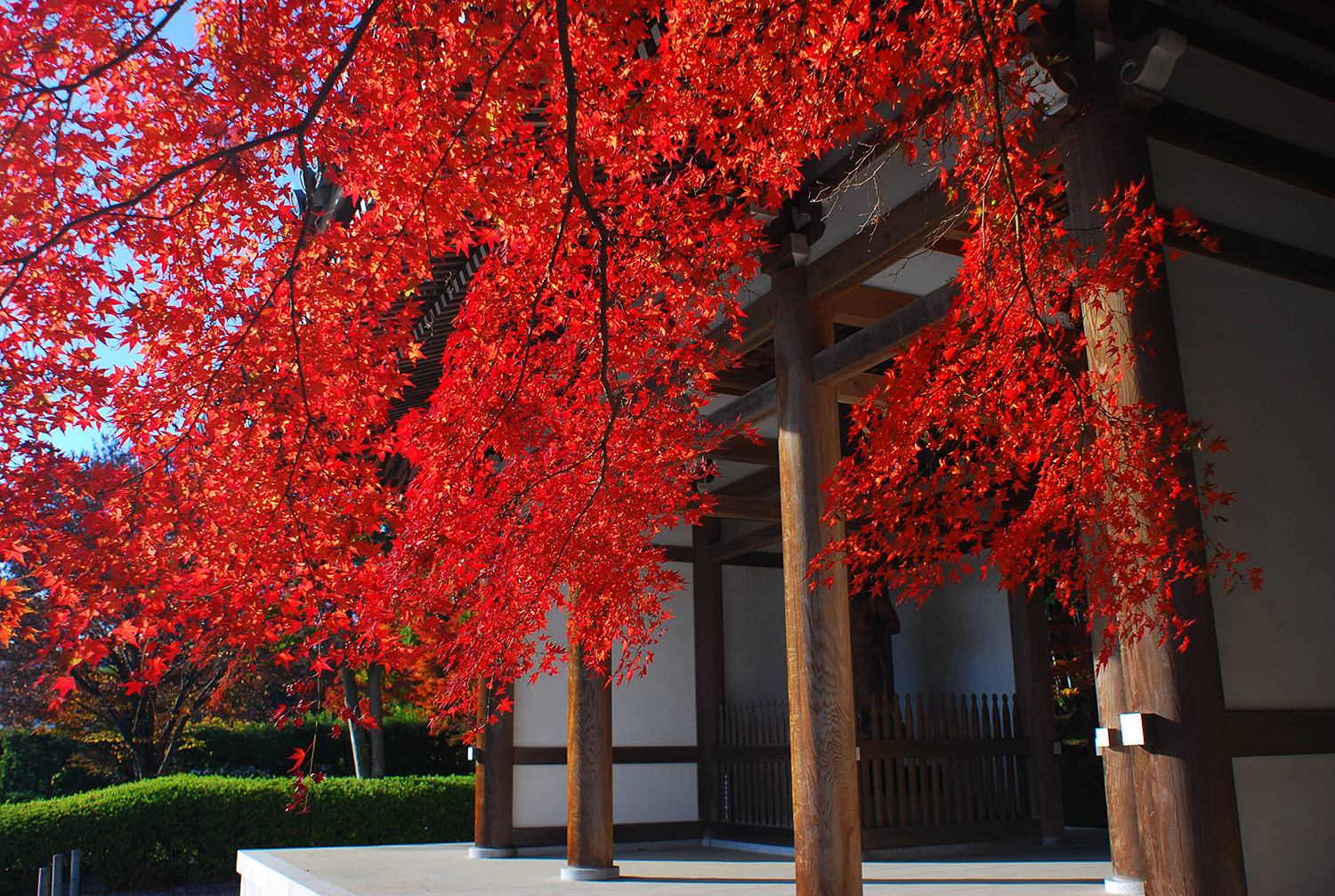 奥武蔵　天覧山　低山　ハイキング　秋　紅葉　絶景　写真＝佐々木亨　Photo by Toru Sasaki
