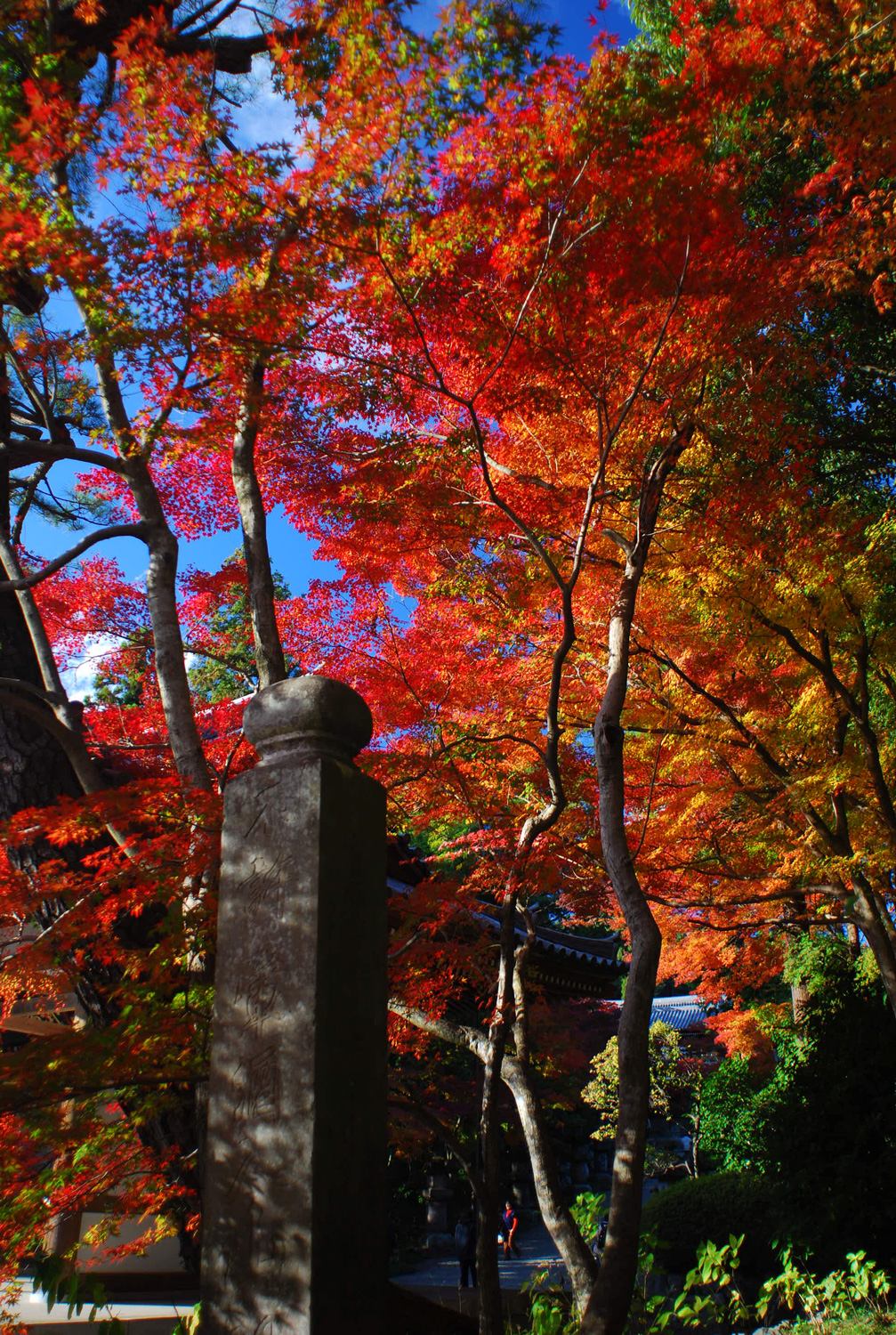 奥武蔵　天覧山　低山　ハイキング　秋　紅葉　絶景　写真＝佐々木亨　Photo by Toru Sasaki