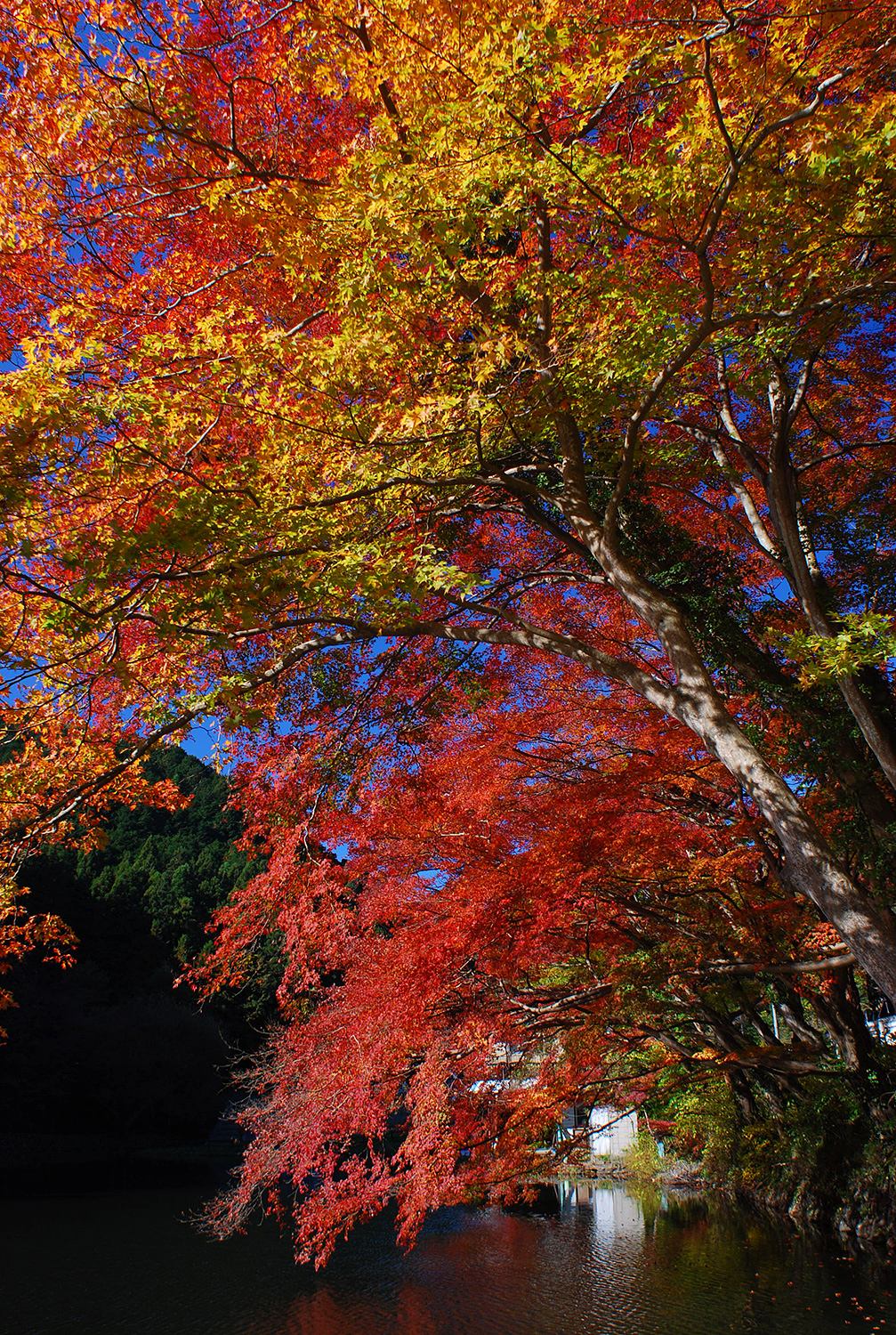 奥武蔵　鎌北湖　低山　ハイキング　秋　紅葉　絶景　写真＝佐々木亨　Photo by Toru Sasaki