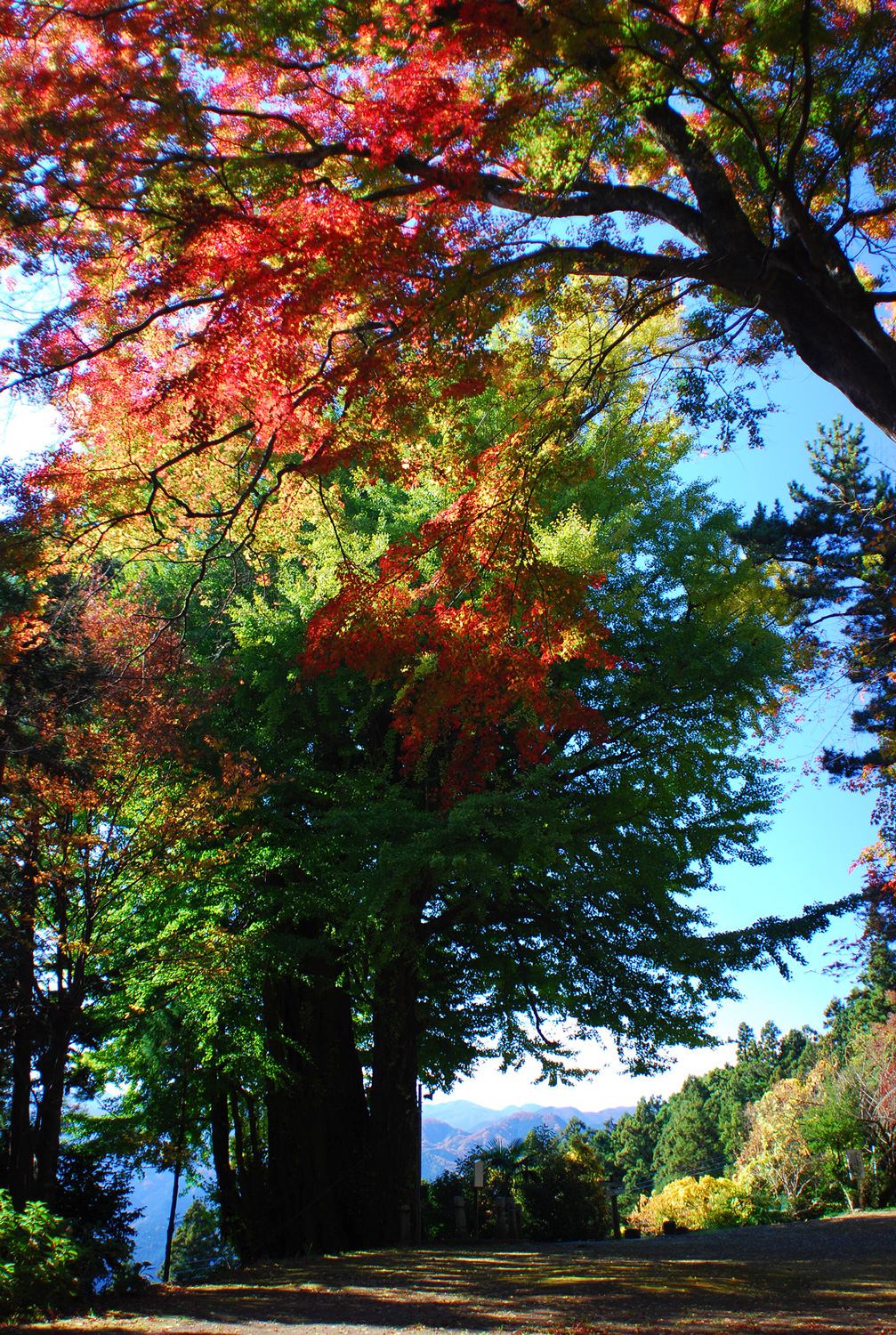 奥武蔵　高山不動尊　顔振峠　低山　ハイキング　秋　紅葉　絶景　写真＝佐々木亨　Photo by Toru Sasaki