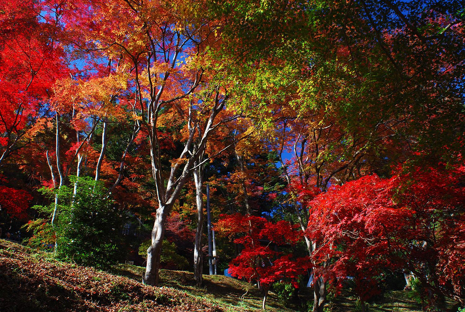 奥武蔵　伊豆ヶ岳　子ノ権現　東郷公園　低山　ハイキング　秋　紅葉　絶景　写真＝佐々木亨　Photo by Toru Sasaki