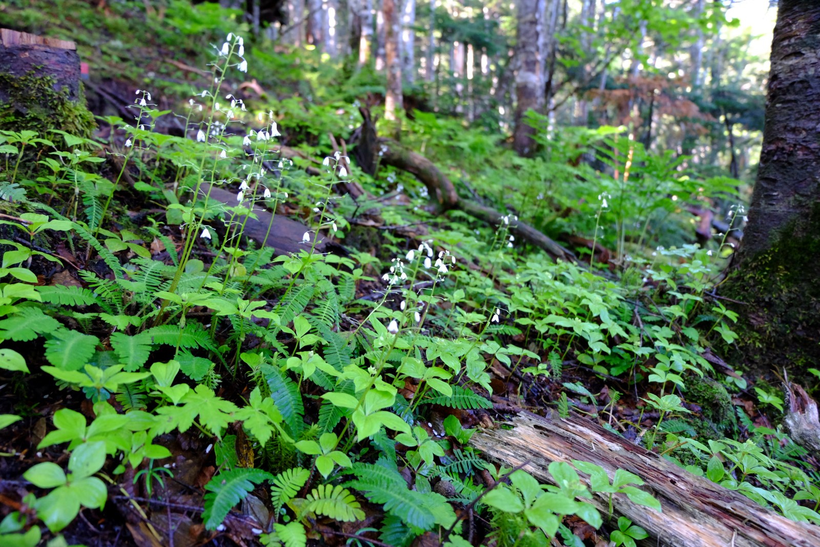 ヤマケイ アルペンガイド Alpen Guide 尾瀬 佐々木亨著 山と溪谷社 尾瀬 台倉高山 オサバグサ