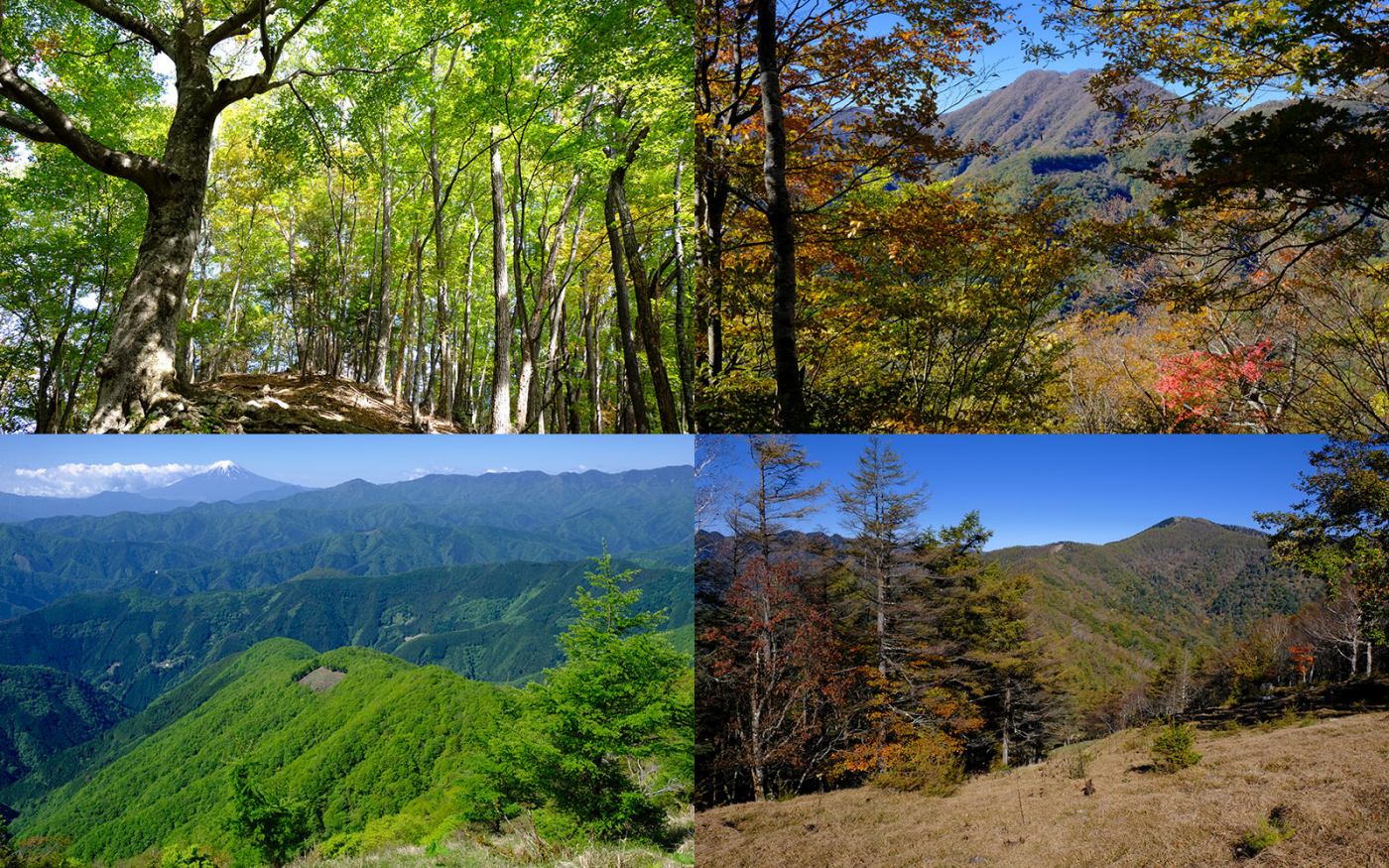 増補改訂版 詳しい地図で迷わず歩く 奥多摩・高尾500km 三頭山 鷹ノ巣山 浅間尾根 七ツ石山 雲取山